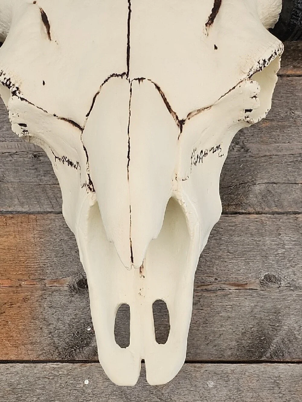 Decorative Ivory and Black Bison Skull Wall Accent